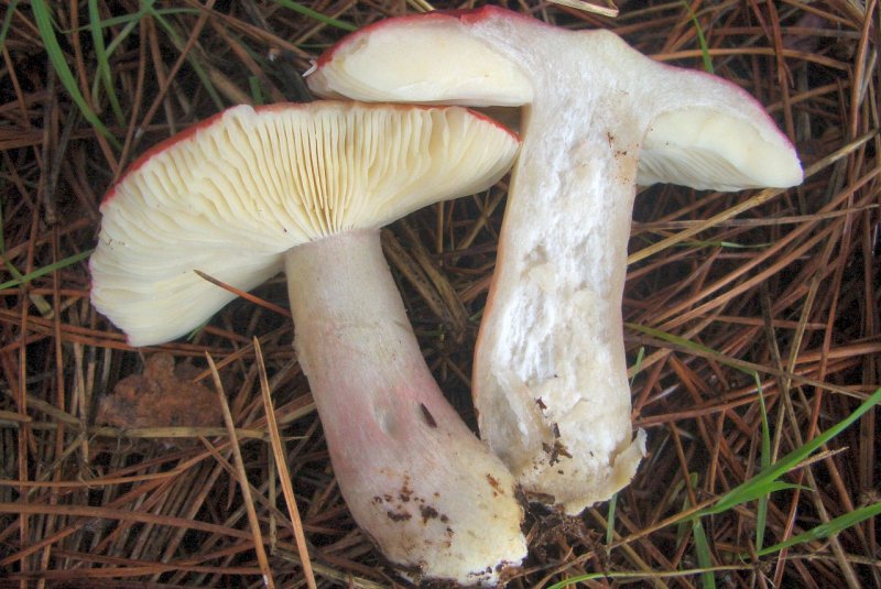 Russula mairei ?